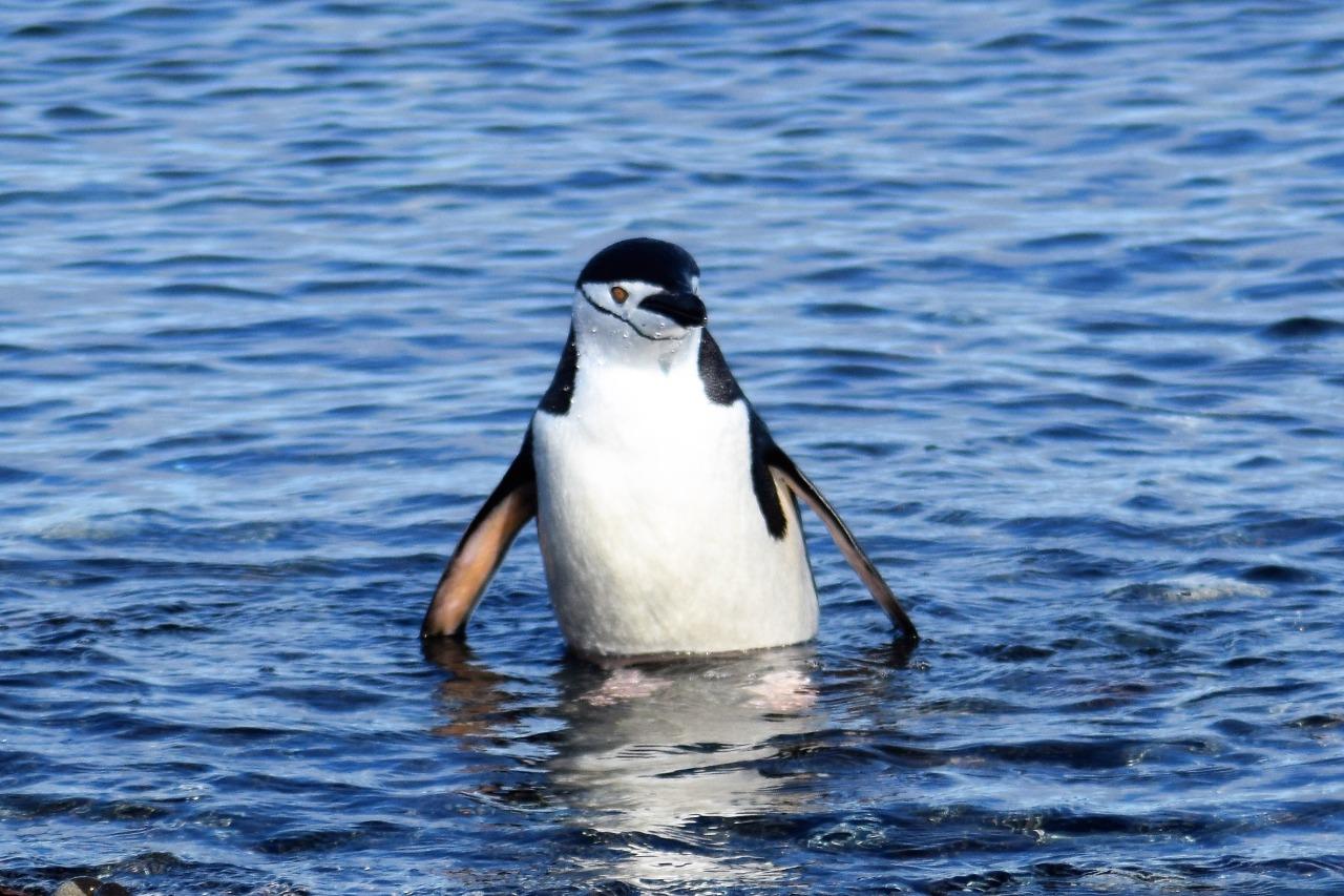 Image of penguin